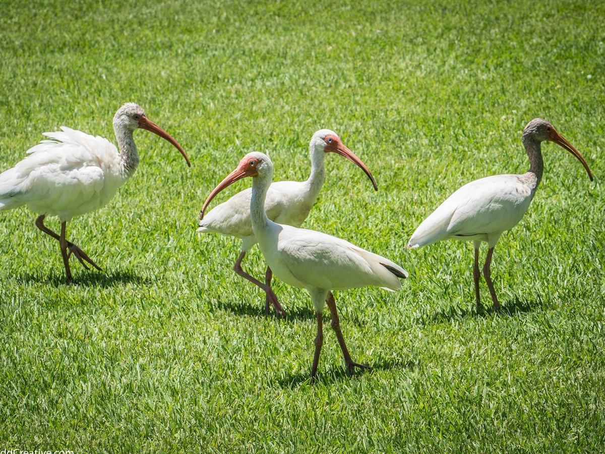 wildlife_white_birds_replace (1)